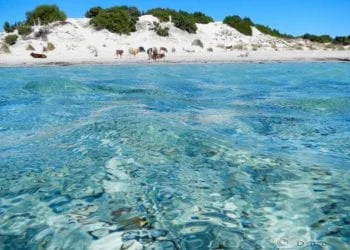 11164780 845037682245403 8863389376783240409 n 350x250 - Cala Coticcio: la nostra Tahiti