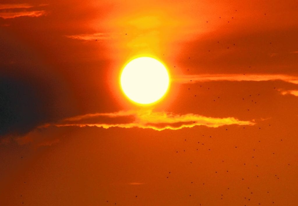 canicola 1024x707 - Cos'è la canicola di cui tanto si parla? Scopriamolo