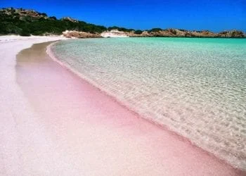 ROSA 350x250 - Budelli nelle mani di un privato