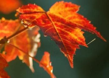 autunno sardegna 350x250 - Temperature minime crollate fino a 2°C