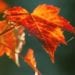 autunno sardegna 75x75 - Netto miglioramento meteo e più mite, ma occhio a est