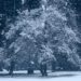 nevicata 75x75 - Fredde perturbazioni in rapida successione: sarà maltempo invernale