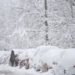 Blizzard Denver 75x75 - Marzo chiuderà col botto: violento rialzo delle temperature in vista