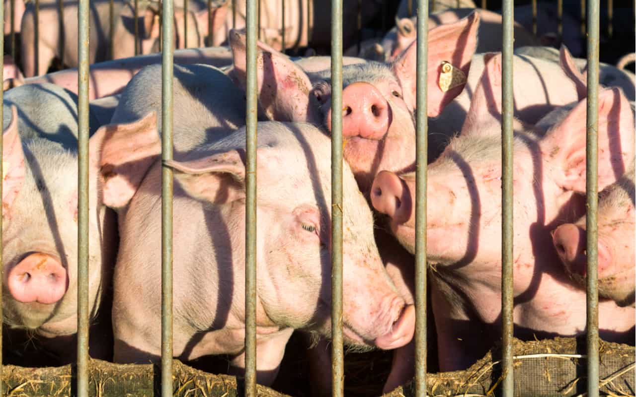 allevanento intensivo - Sardegna, si rischia la moria di animali negli allevamenti a causa del meteo caldissimo