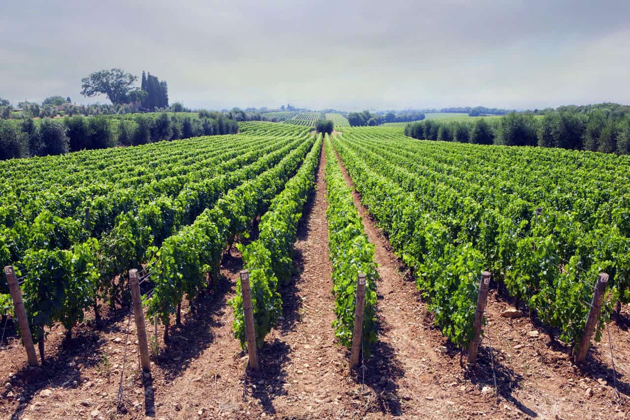 viticoltura scaled - Sardegna, meteo caldissimo: Agricoltura, rischio crollo della produzione
