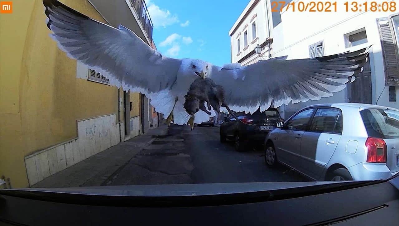 248822783 10224039599490715 7263702238211090862 n - Gabbiano rischia di schiantarsi su un’auto con un grosso topo. Video