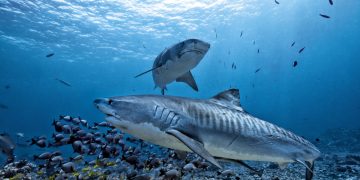 shutterstock 787957804 360x180 - Gabbiano rischia di schiantarsi su un’auto con un grosso topo. Video