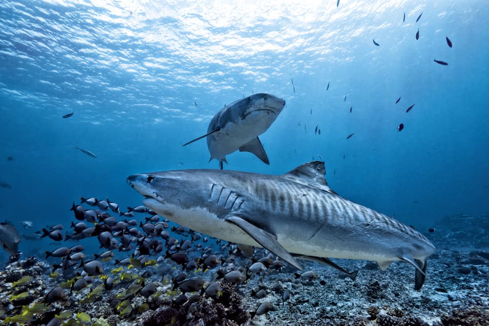 shutterstock 787957804 - Scoperta la causa della migrazione di massa di squali tigre