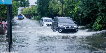 shutterstock 1927584158 360x180 - Gabbiano rischia di schiantarsi su un’auto con un grosso topo. Video